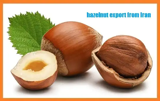 hazelnut export from Iran