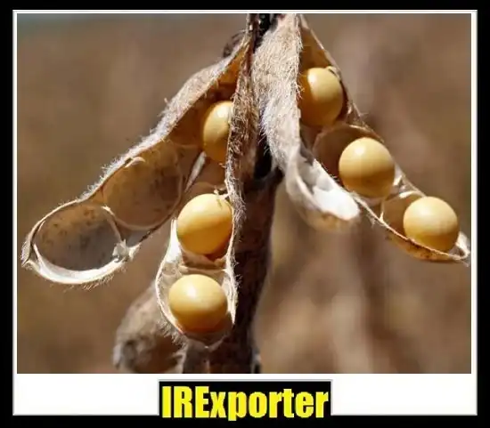 Guide to specifications of export soybean from Iran
