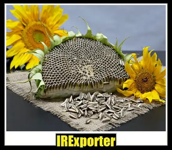 exporter sunflower seed