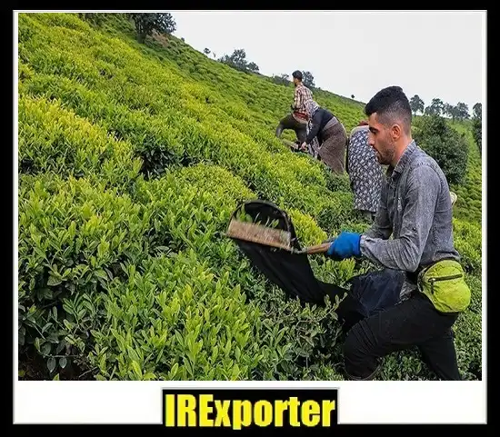 Export tea sales