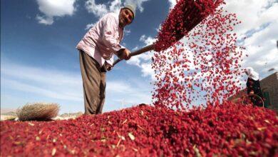 Premium Iranian Barberries export