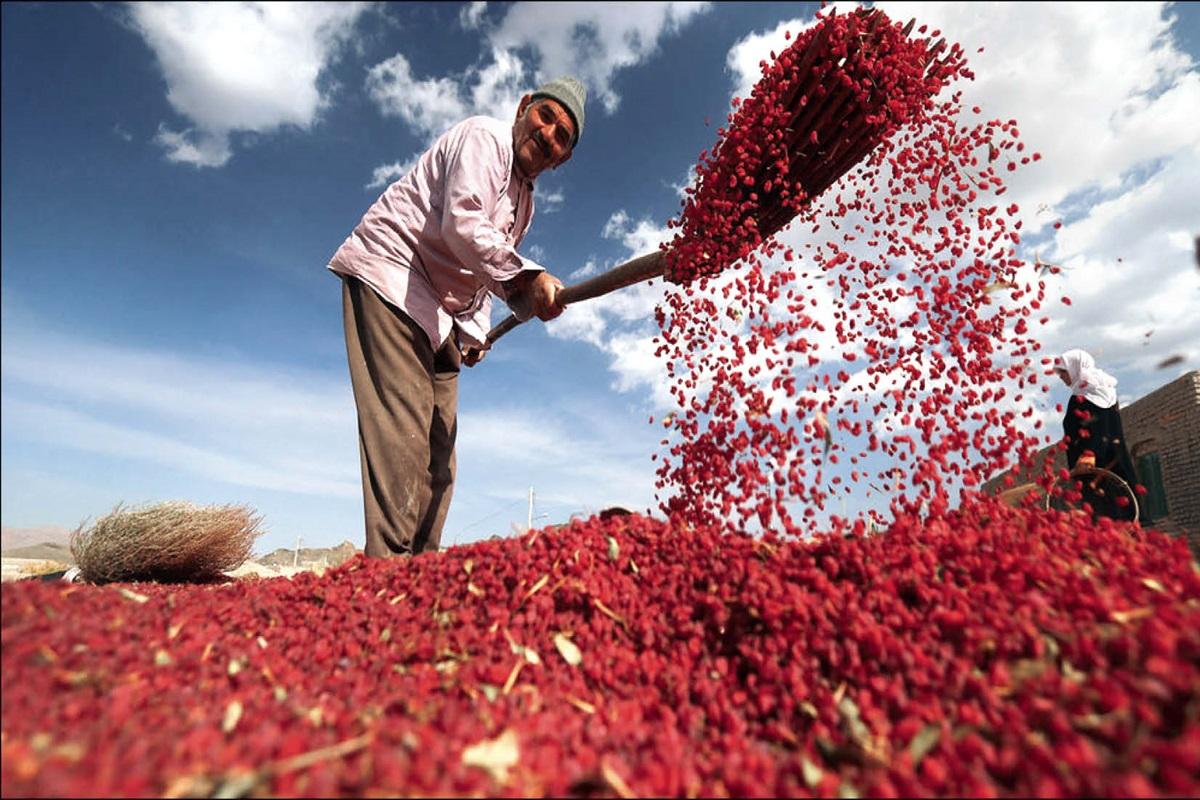 Premium Iranian Barberries export | iran exports Premium Iranian Barberries export