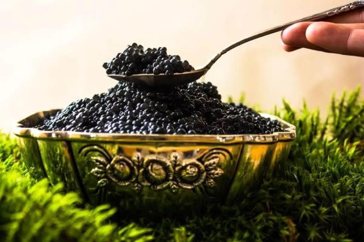Premium Iranian Caviar exports | iran exports Premium Iranian Caviar exports