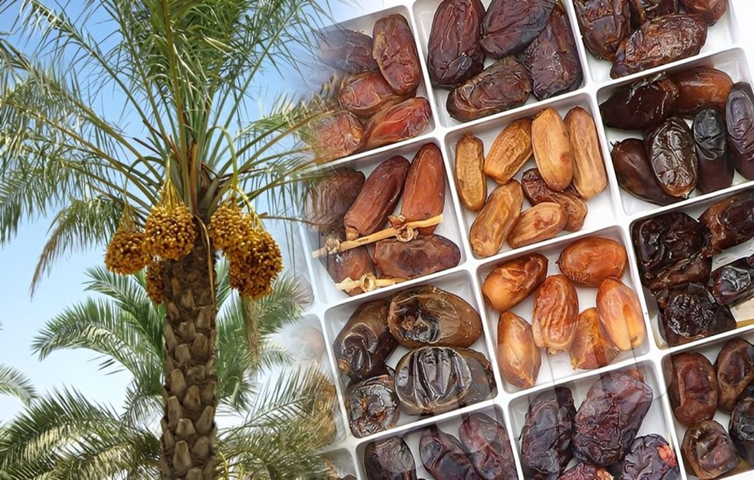 Premium Iranian Dates export | iran exports Premium Iranian Dates export