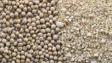 Premium Iranian Soybean export
