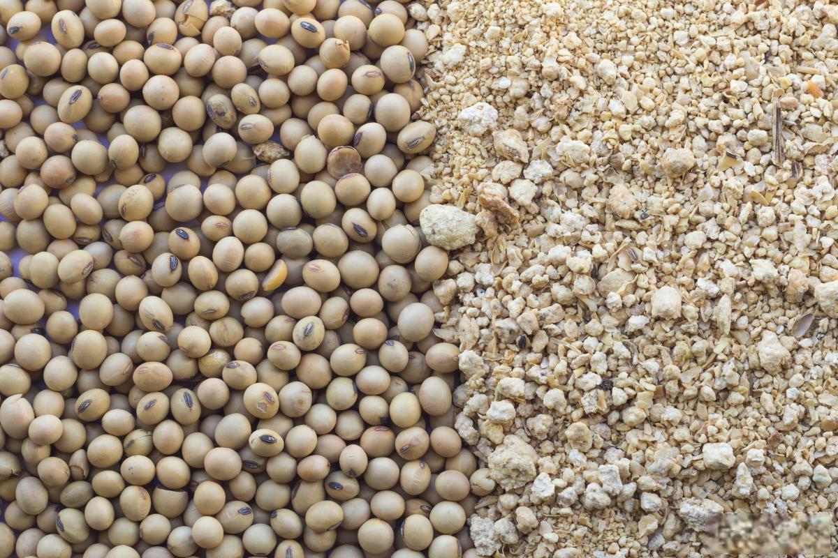Premium Iranian Soybean export