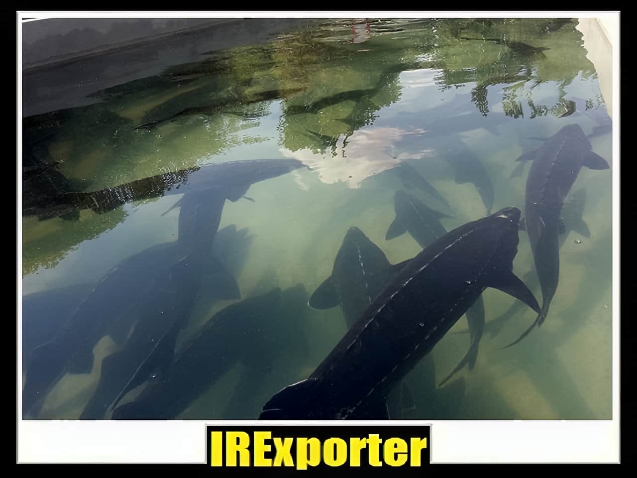 Iran caviar exporter exchange
