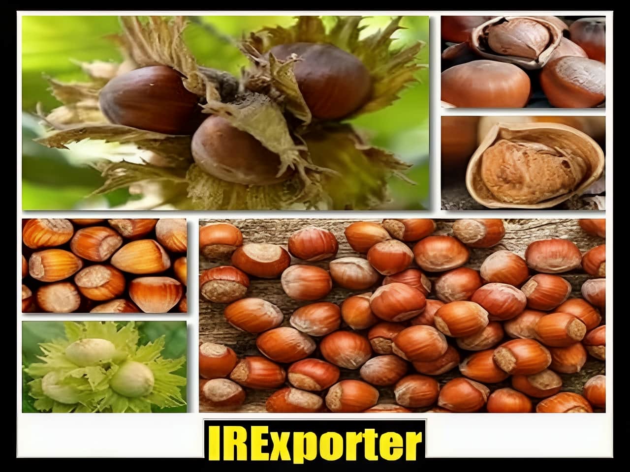 Iran hazelnut exporter exchange