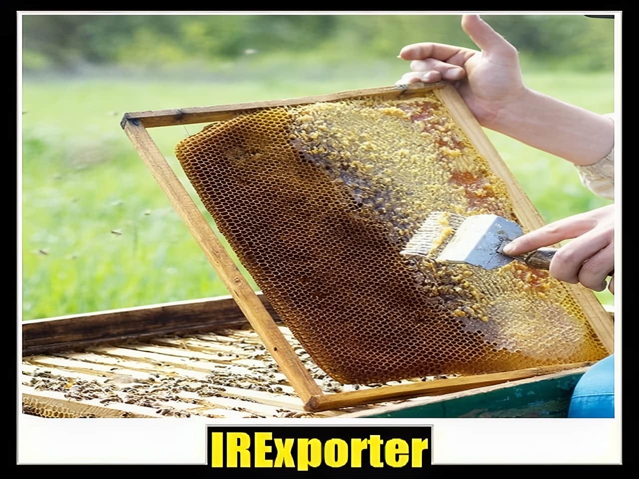 Export honey shopping center