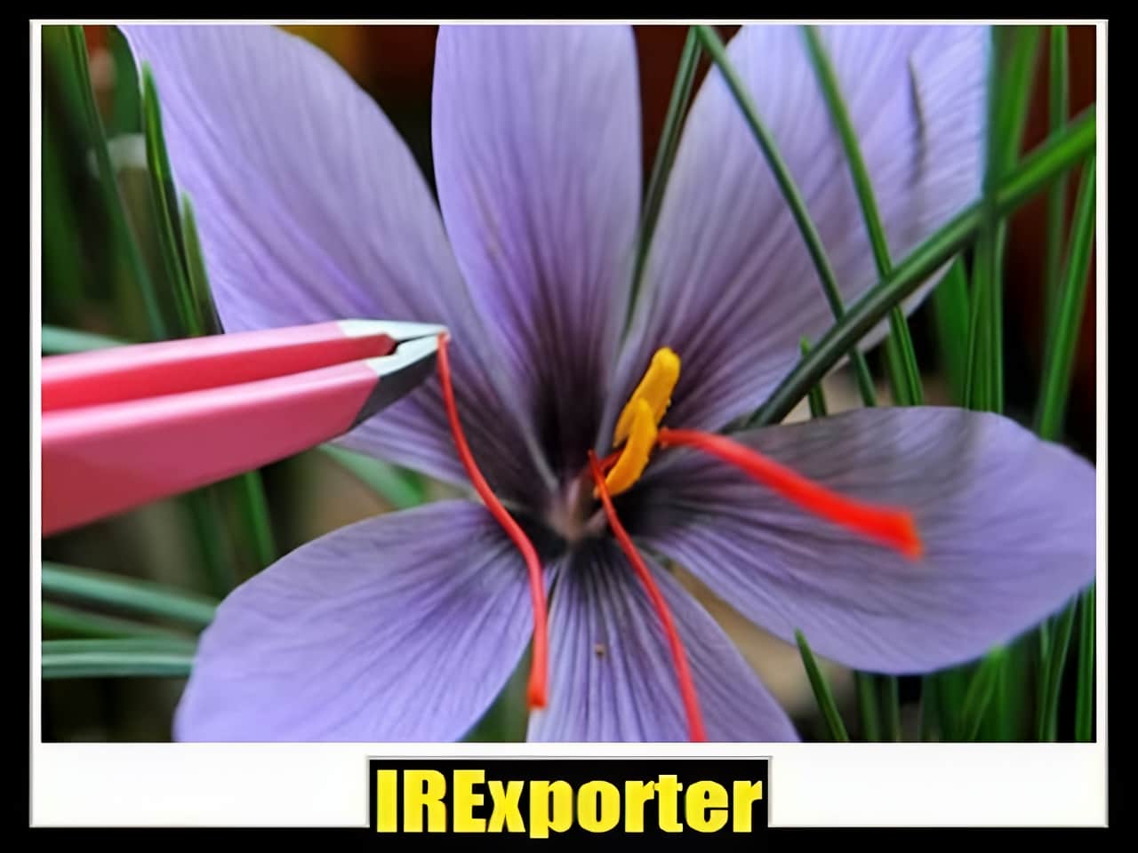 Export saffron sales