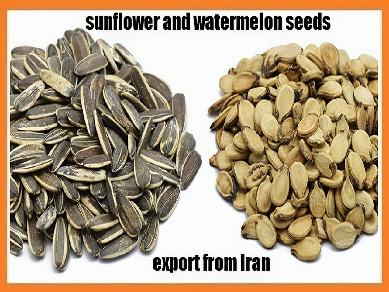 sunflower & watermelon seeds export from Iran