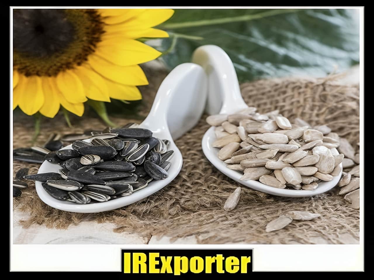 Sunflower & Watermelon export from Iran