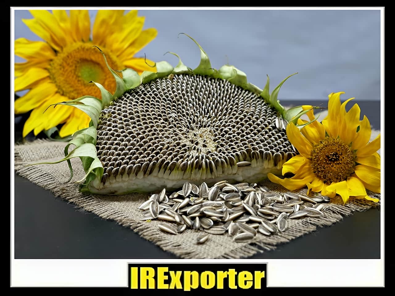 exporter sunflower seed