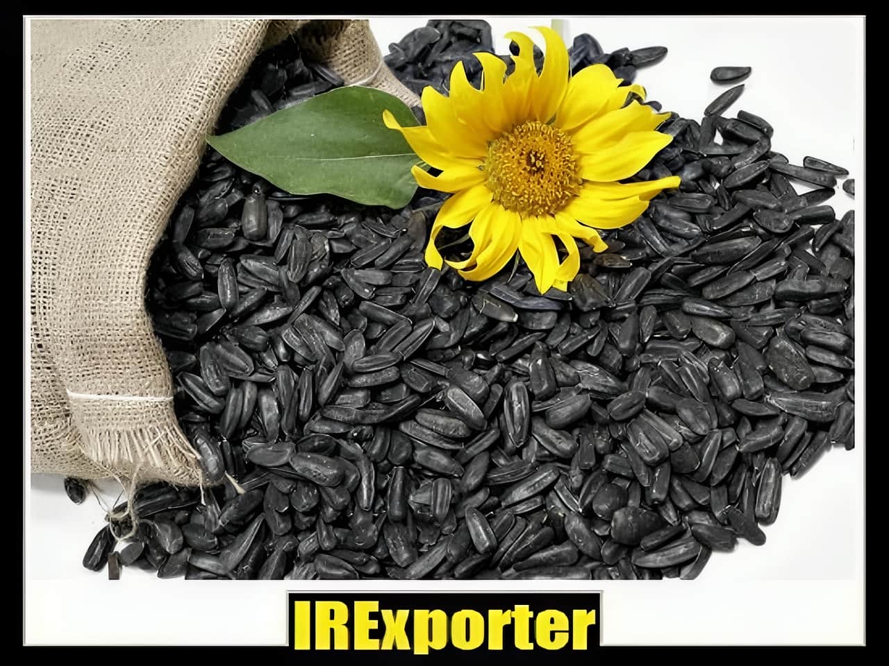 Iran export sunflower and watermelon seeds transportation