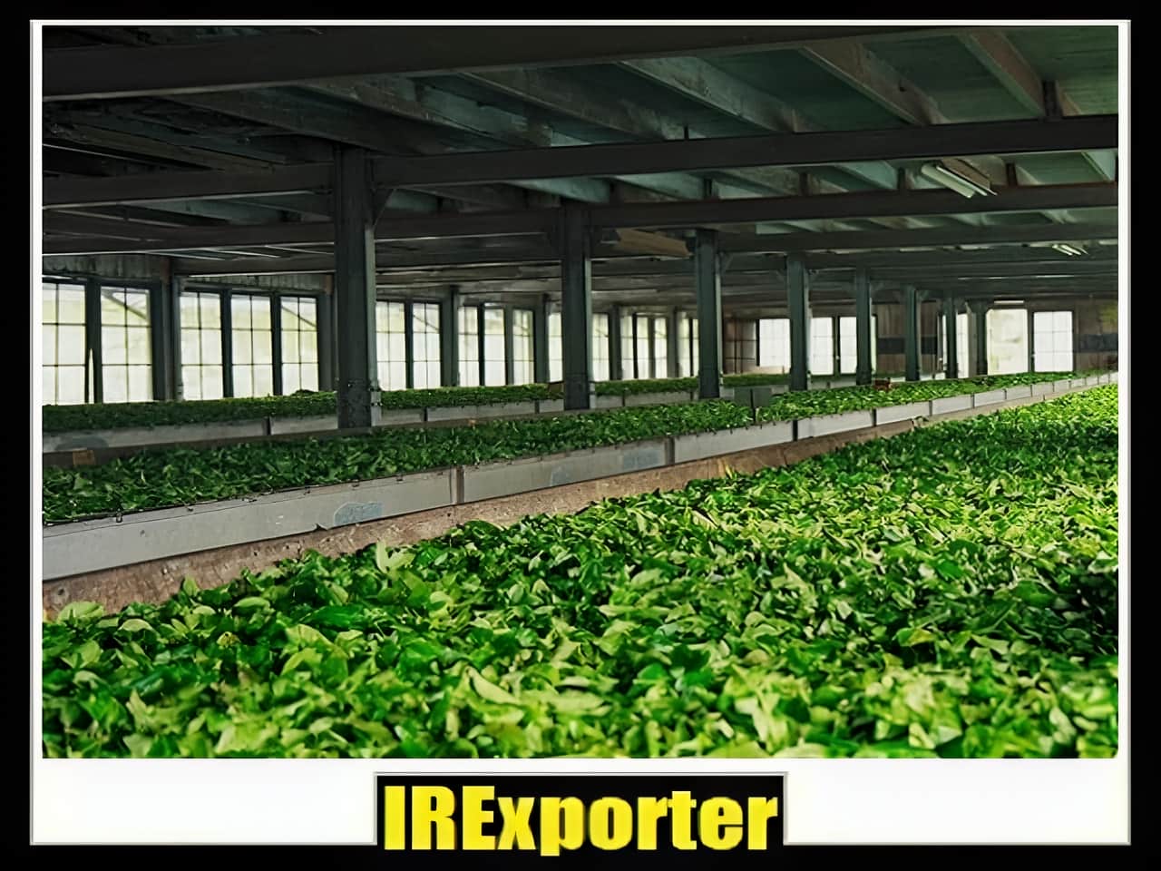 Iran export tea business group